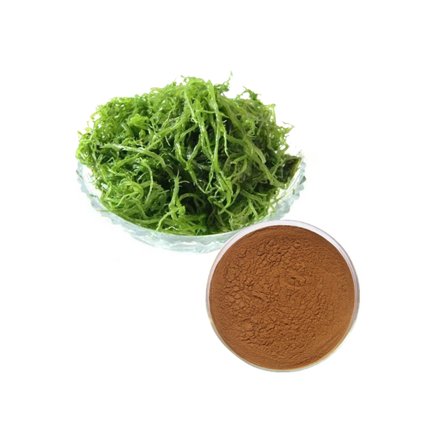 Alga Extract Herbal Extract