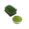 Barley Grass Juice Powder Herbal Powder