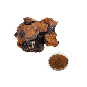 Chaga Mushroom Extract Mushroom Extract