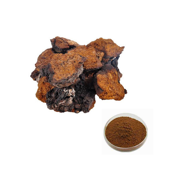 Chaga Mushroom Extract Mushroom Extract