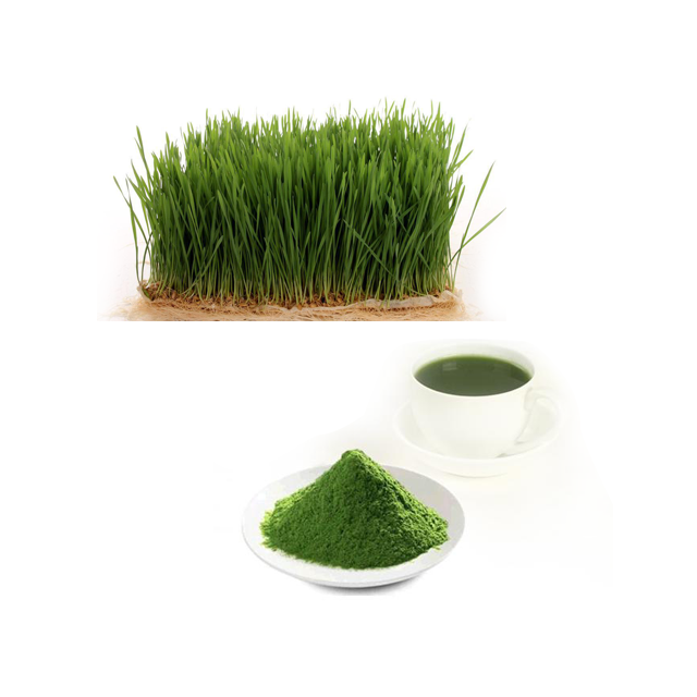 Wheat Grass Juice Powder Herbal Powder